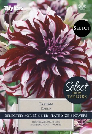 Dahlia ‘Tartan’ (2 Tubers)