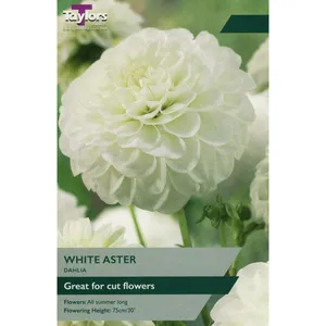 Dahlia White Aster I P/P