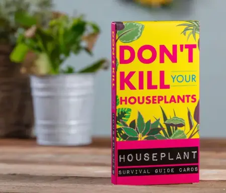 Don't kill your houseplants - image 2