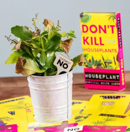 Don't kill your houseplants - image 3