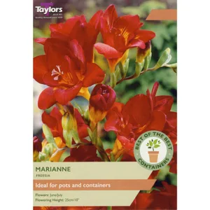 Freesia Marianne - 20 Bulb Pack