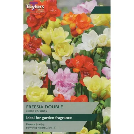 Freesia Mixed Doubles 5 PP