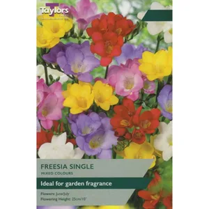 Freesia Mixed Single 15 Mixed Colours