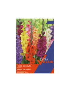 Gladioli Mixed Colours Esv