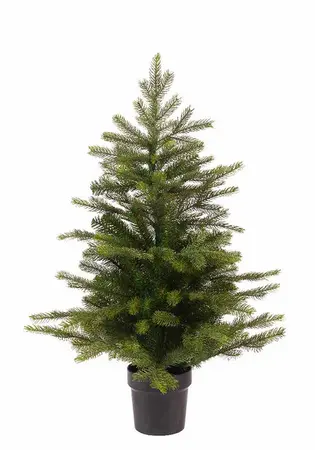 Grandis mini tree indoor