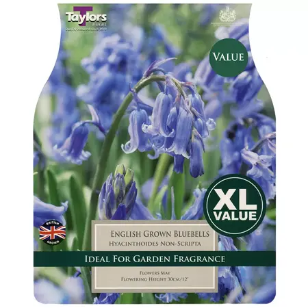 HYACINTHOIDES NON-SCRIPTA 6-7 XL