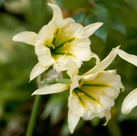 Hymenocallis Sulphur Queen 1 Bulb