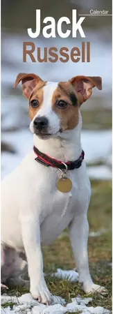 Jack Russell Slim Calendar 2025 (PFP)