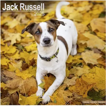 Jack Russell Wall Calendar 2025 (PFP)