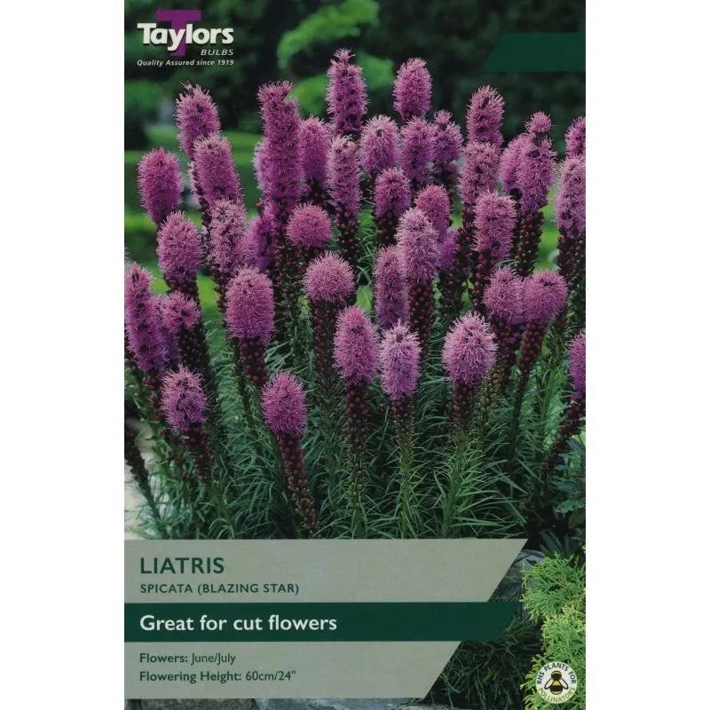 Liatris Spicata 10-12 P/P