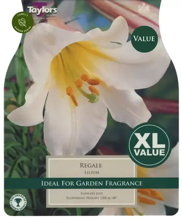 Lilium Regale 18-20 Xl