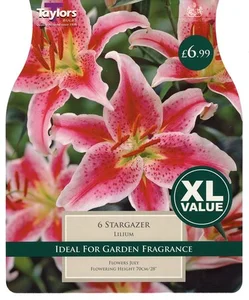 Lilium Star Gazer 16-18 Xl