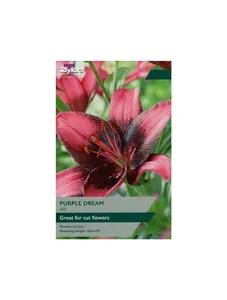 Lily Purple Dream Pack of 2 Bulbs