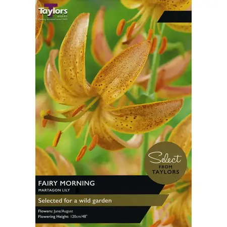 Lily Fairy Morning 12-14 Se