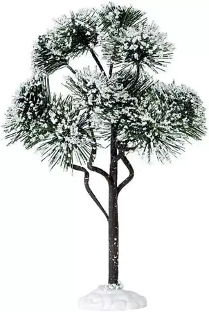 MOUNTAIN PINE, LARGE