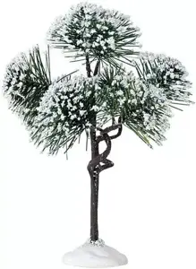 MOUNTAIN PINE, MEDIUM