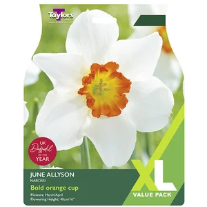 Narcissus ‘June Allyson’ Daffodil (10-12 Bulbs)