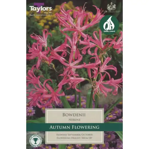 Nerine Bowdenii 12-14 P/P