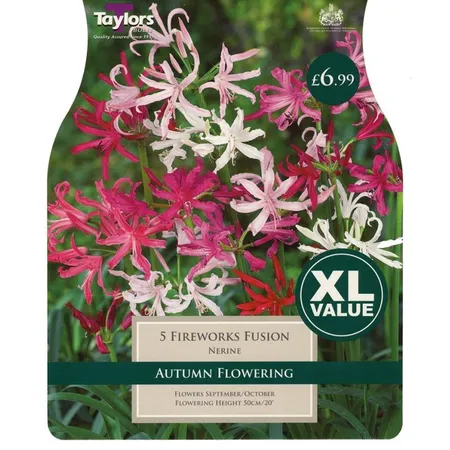 Nerine Fireworks Fusion - 5 Bulb Pack