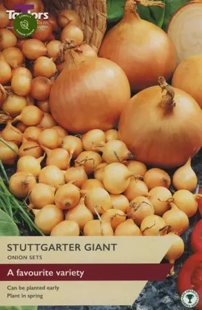 Onion Stuttgarter Giant Onion Sets (Pack of 50)