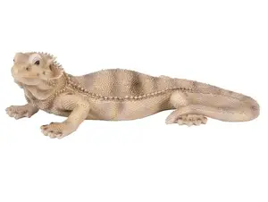 PP Bearded Dragon Lizard