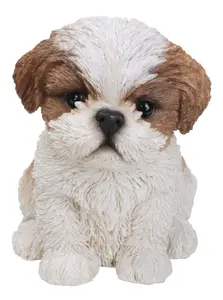 PP ShihTzu Puppy