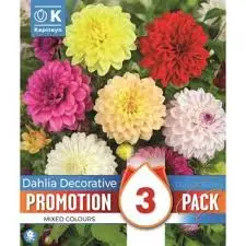 Promo Dahlia Decor. Mix X 3 Bulbs