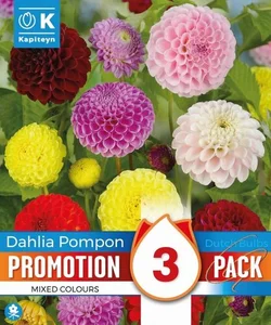 Promo Dahlia Pompon Mix X 3 Bulbs