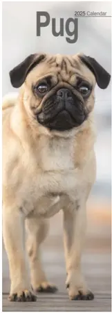 Pug Slim Calendar 2025 (PFP)