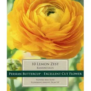 Ranunculus Lemon Zest