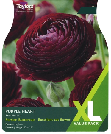 Ranunculus Purple Heart