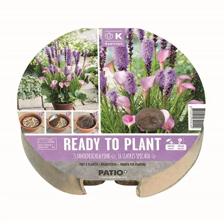 Ready to Plant Zantedeschia Pink & Liatris Spicata 24cm/9.5″ (19 bulbs)