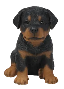 PP Rottweiler Puppy