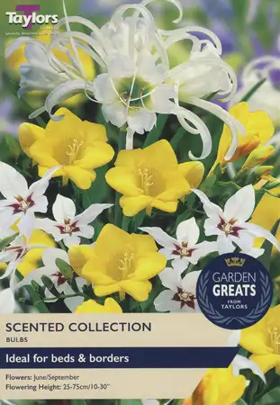 Scented Collection x 50