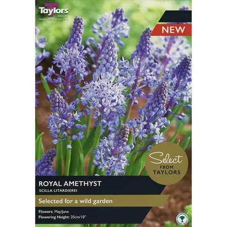 Scilla Litardierei ‘Royal Amethyst’ (12 Bulbs)