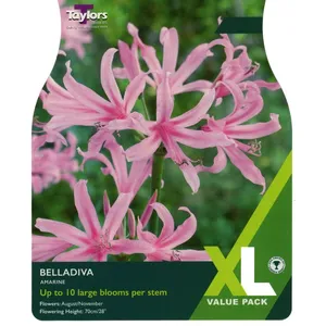 Taylors Amarline Belladiva - XL Value Pack