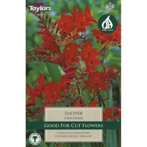 Taylors Bulbs Crocosmia Lucifer 8 Pre Packed