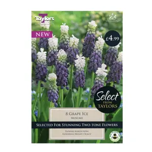 Taylors Bulbs Muscari Grape Ice Pack of 8