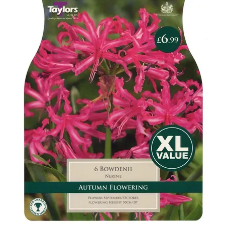 Taylors Bulbs Nerine Bowdenii - 6 Bulb Pack