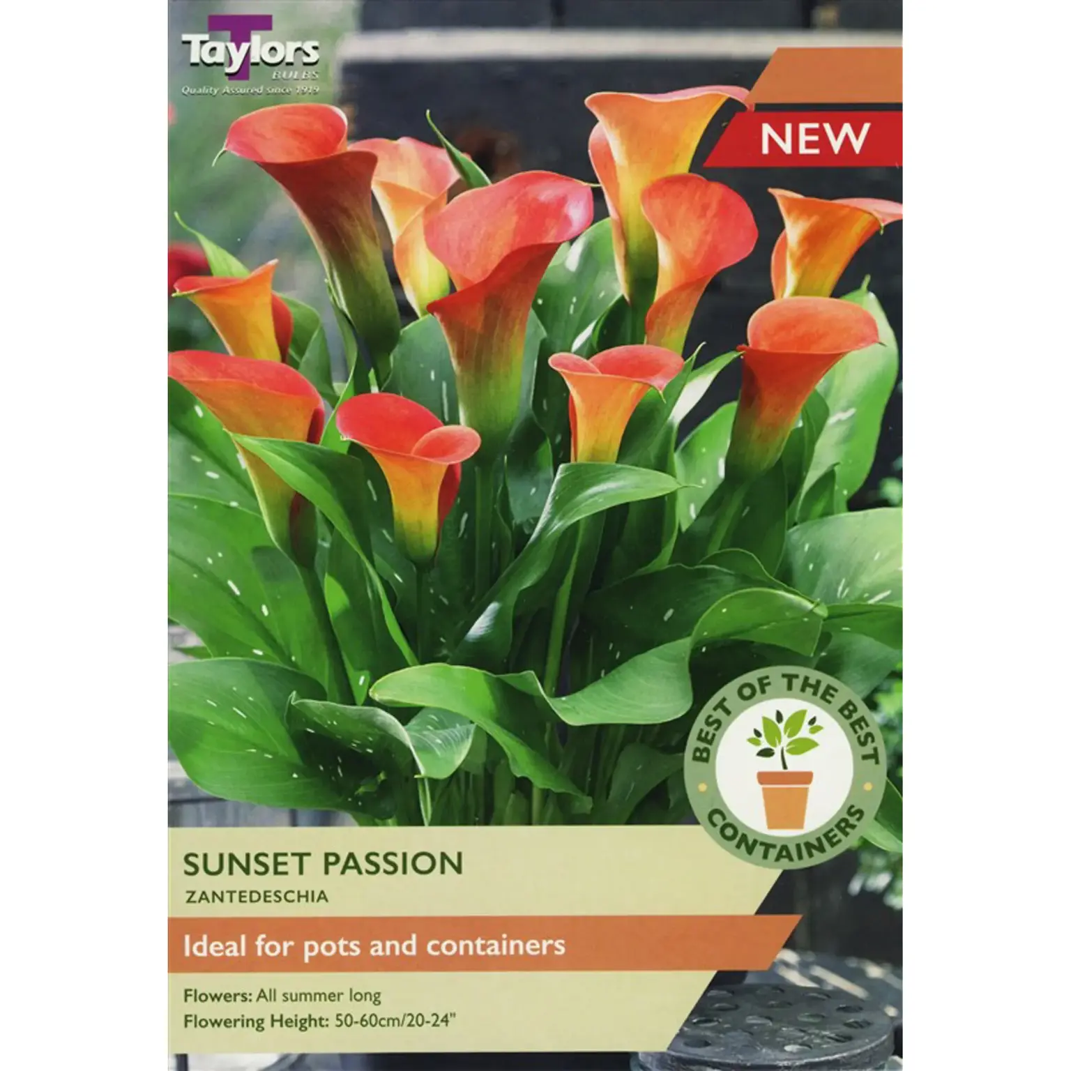 Taylors Bulbs Zantedeschia Sunset Passion Pack Of 2