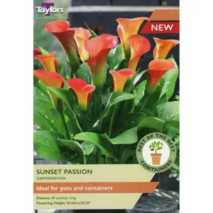 ZANTEDESCHIA SUNSET PASSION 14-16