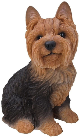 Yorkshire Terrier Sitting B